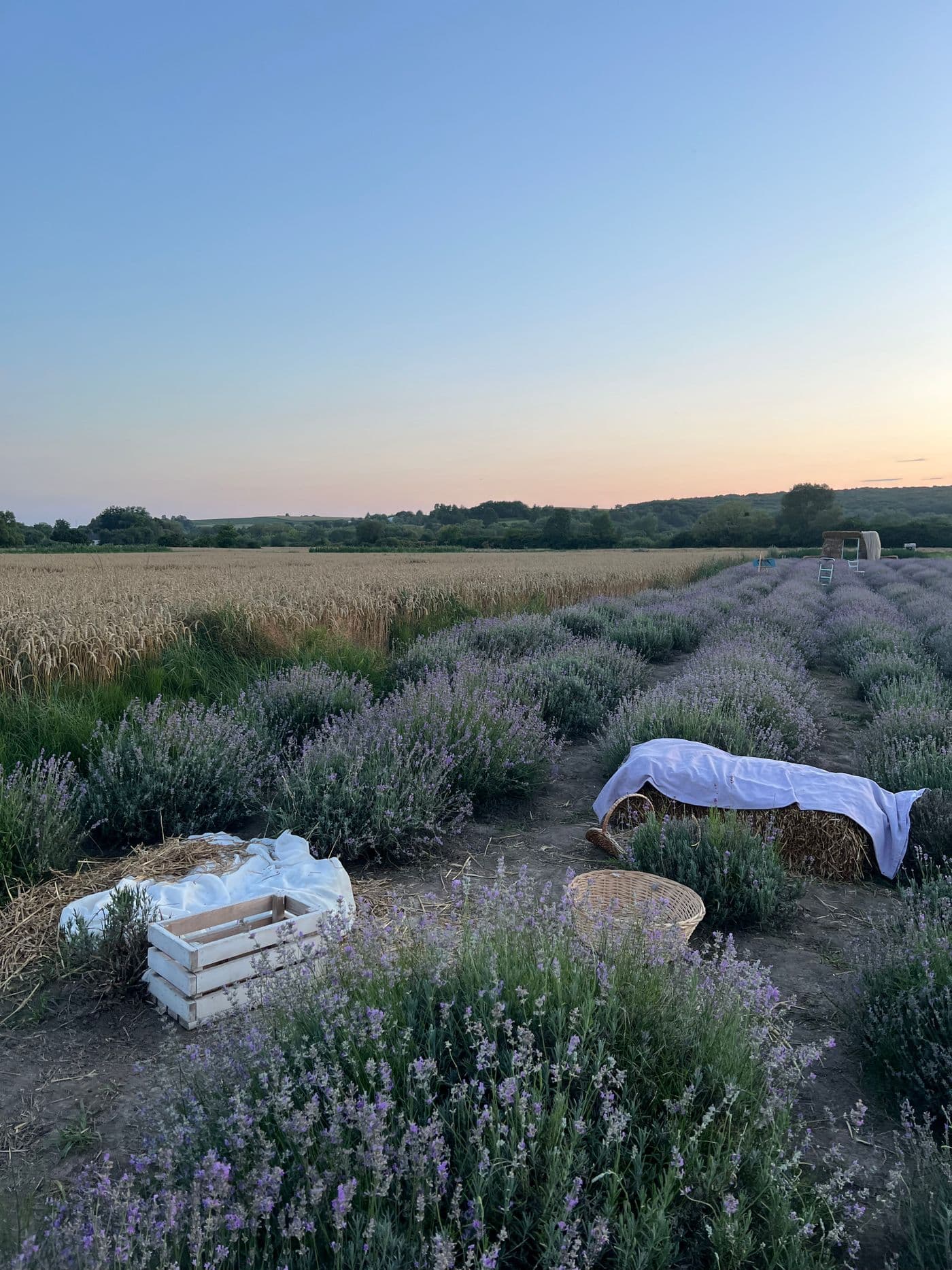 Baskets of freshly cut lavender