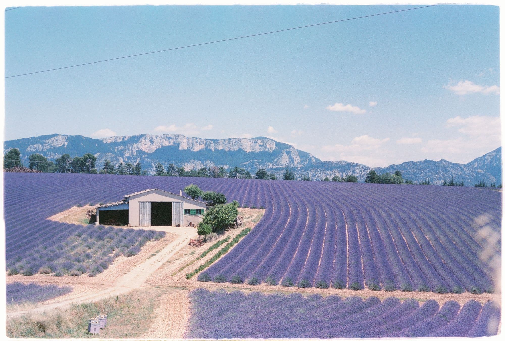 A Provençal farmhouse beside the rows