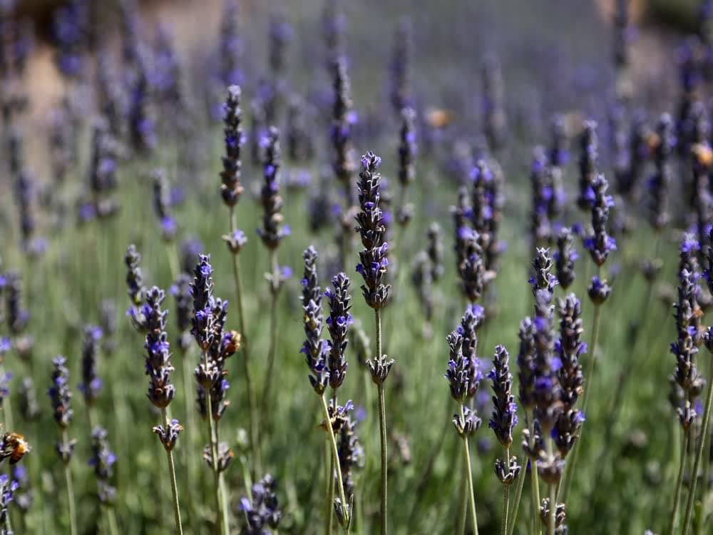 Lavender rows on the plateau — 1 plant
