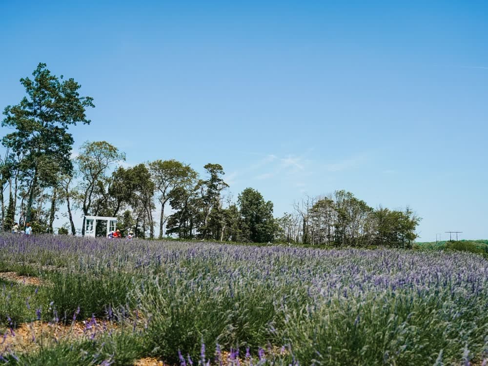 Lavender rows on the plateau — plot of 4 plants